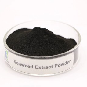 Seaweed Fertilizer Powder Manufacturer - Authentic Export-grade Seaweed Extract Rooting Foliar