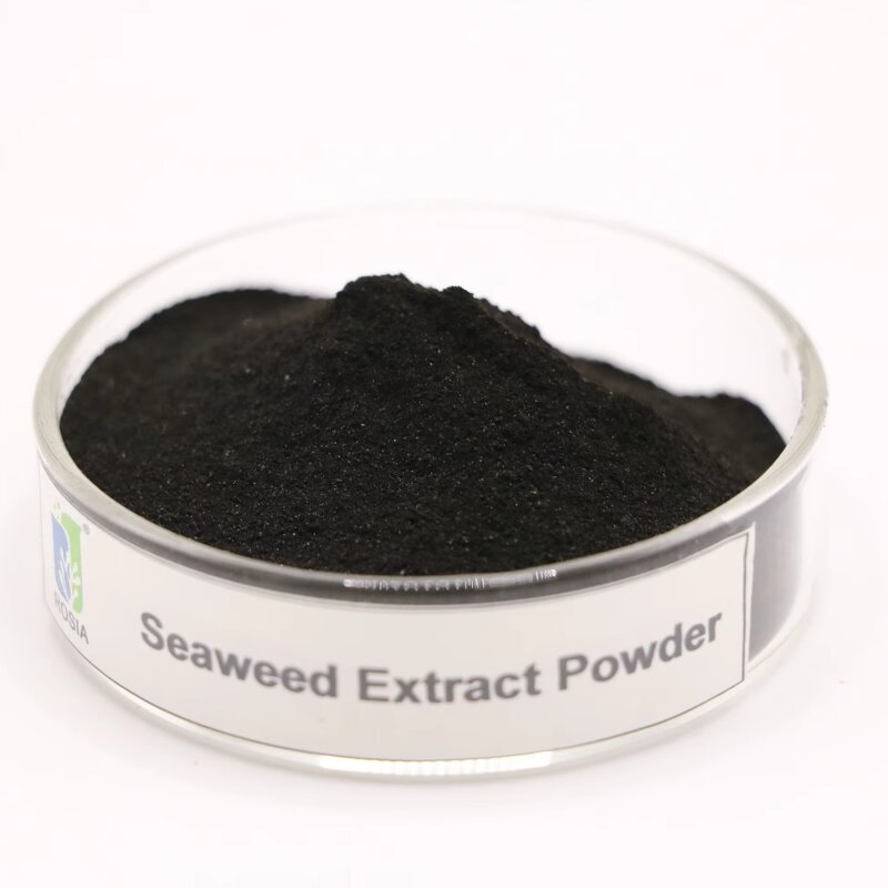 Seaweed Fertilizer Powder Manufacturer - Authentic Export-grade Seaweed Extract Rooting Foliar