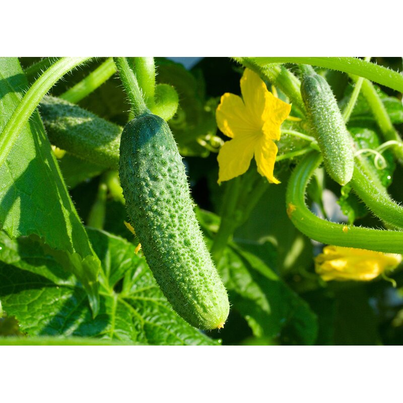 Amino Acid Fertilizer Manufacturer - for Lush Green Leaves Organic Plant Growth