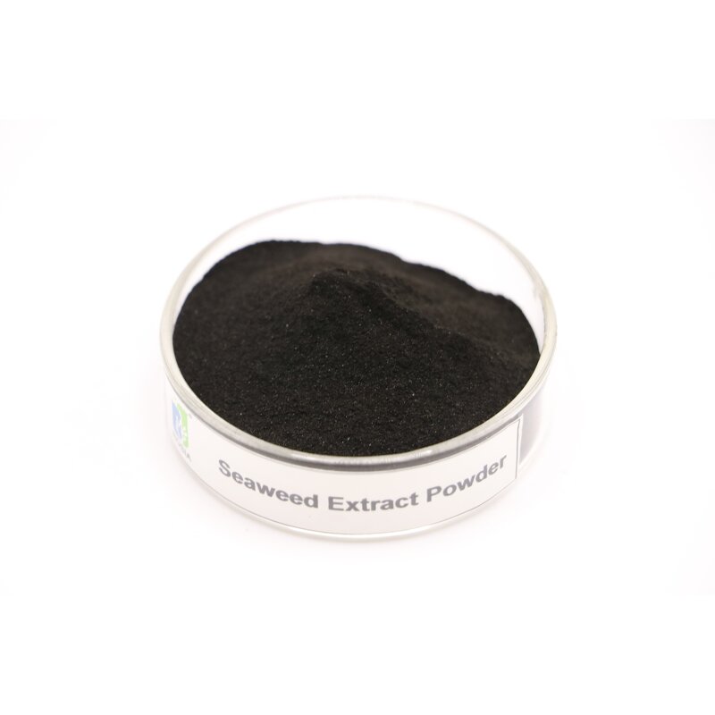 Seaweed Extract Powder Manufacturer - Authentic Agricultural Export-grade Rooting Foliar Fertilizer