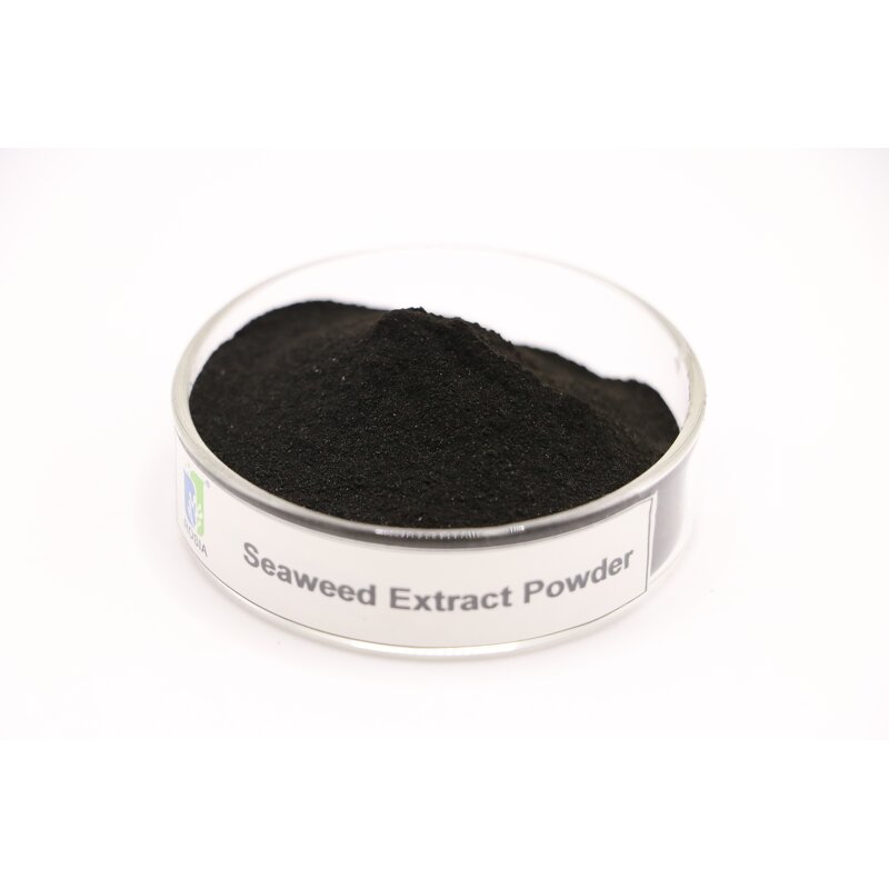 Seaweed Fertilizer Powder Manufacturer - Authentic Export-grade Seaweed Extract Rooting Foliar