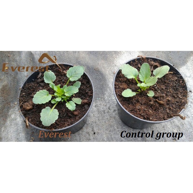 Humic Acid Powder Fertilizer - Everest Leonardite Enhance Disease Resistance Soil Conditioner