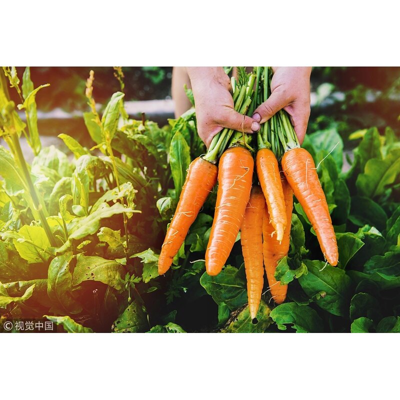 Seaweed Extract - X-HUMATE 100% Ascophyllum Nodosum Organic Agriculture Grade