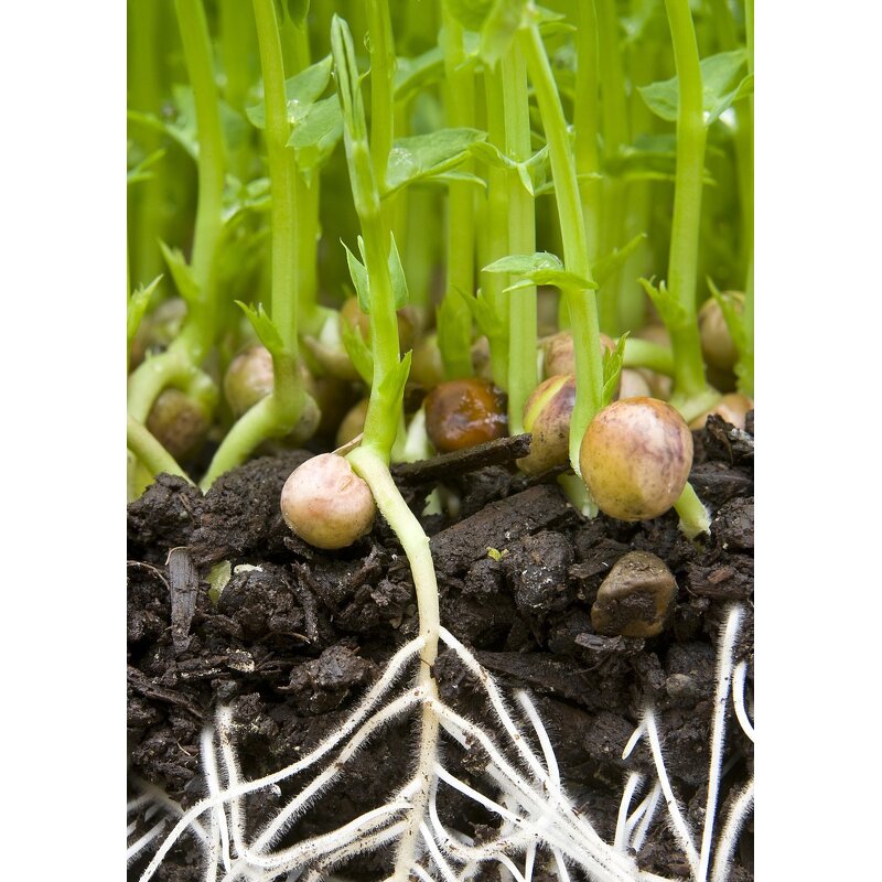 Gibberellic Acid Tablet - High Effective 10% 20% TB Plant Growth Hormone