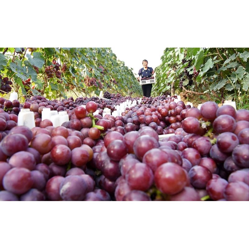 Gibberellic Acid Tablet - 10% 20% TB Water Soluble Plant Growth Regulator