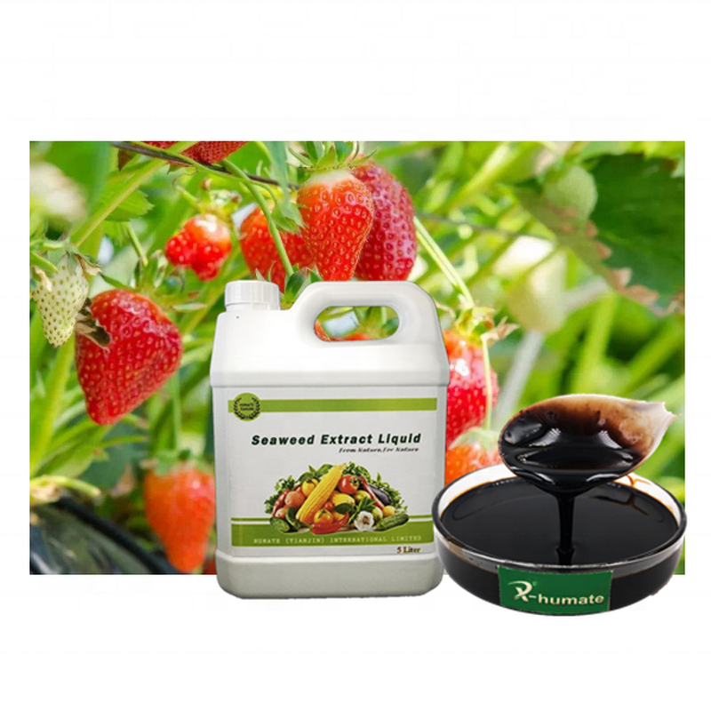 Seaweed Liquid Fertilizer - Organic Plant Nutrition Used for All Crops