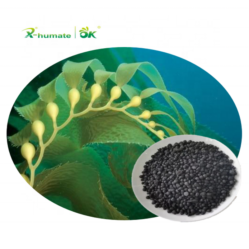 Seaweed Granule Fertilizer - X-humate Factory Price for All Kinds Crops