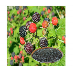 Humic Fulvic Fertilizer - 90% Potassium Humate Organic Agriculture Grade