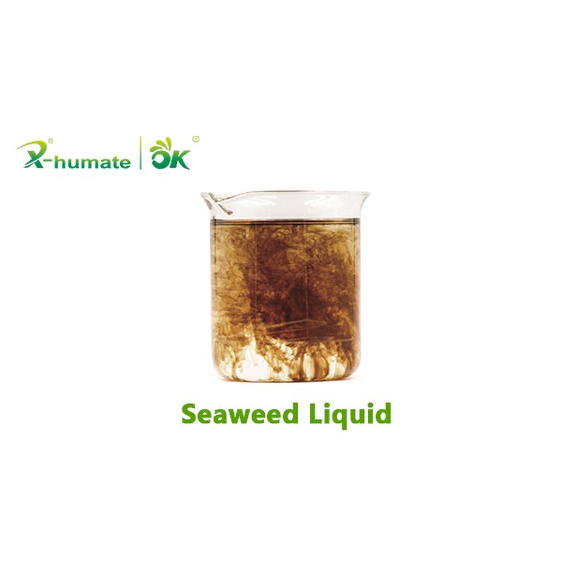 Seaweed Extract Fertilizer - 100% Ascophyllum Nodosum Algae Essence Organic