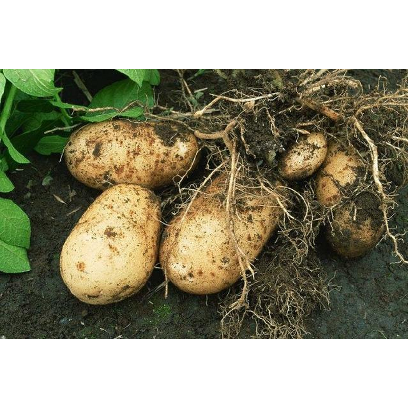 Gibberellic Acid GA3 - X-humate 90% High Quality Plant Growth Regulator