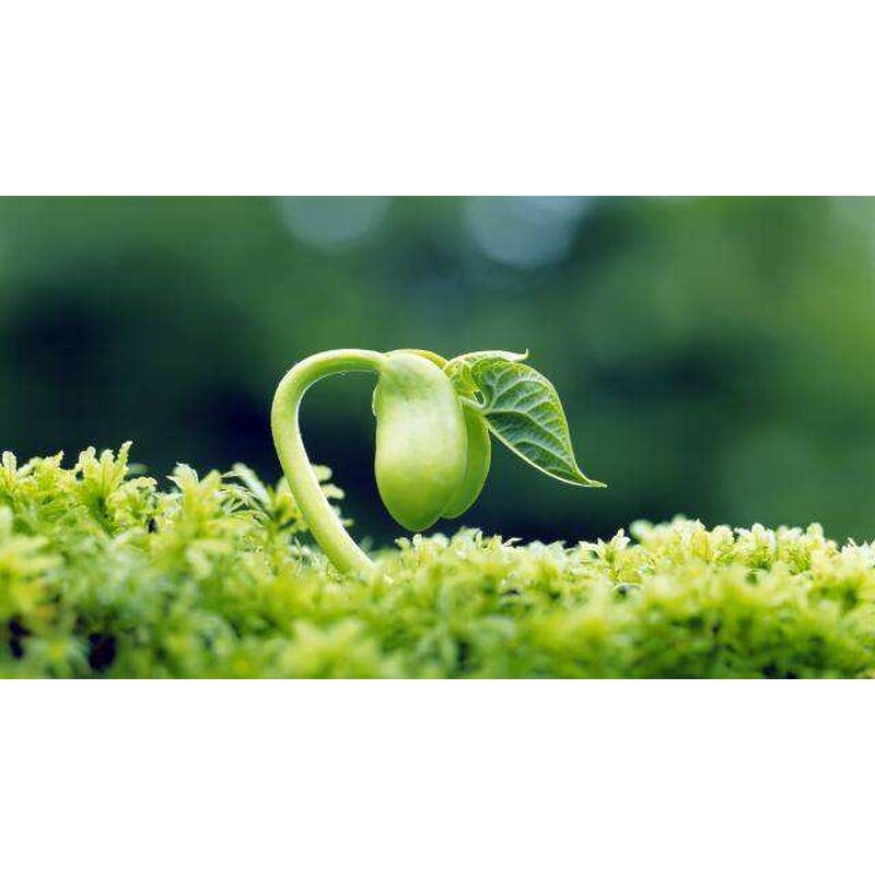 Compound Sodium Nitrophenolate - Shellight 98% TC Atonik Plant Growth Regulator