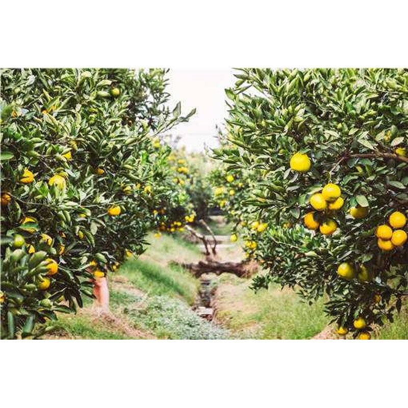 Compound Sodium Nitrophenolate - Shellight 98% TC Atonik Plant Growth Regulator