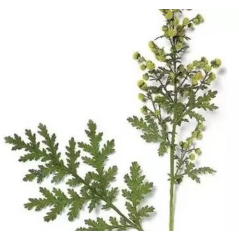 Artemisinin Powder - 99% Purity Pharmaceutical Grade Extract