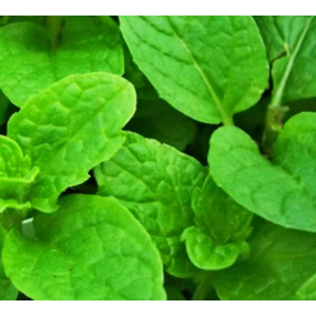 Spearmint Oil - 50-80% Min High Quality Essential Oil