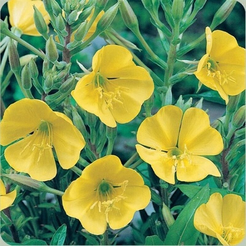 Evening Primrose Oil - Natural 9% GLA Content Essential Oil