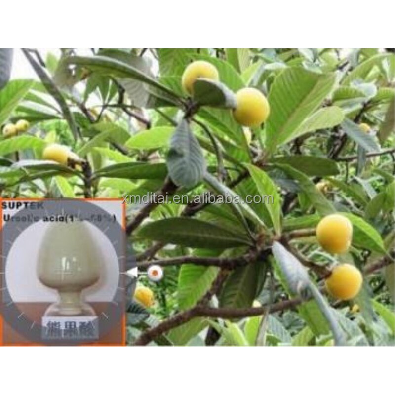 Ursolic Acid Powder - 25% Purity Raw Material