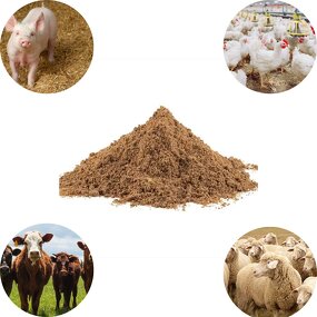 L-Lysine Powder Manufacturer - Factory Direct Wholesale Animal Nutrition Feed Grade HCL 98.5%