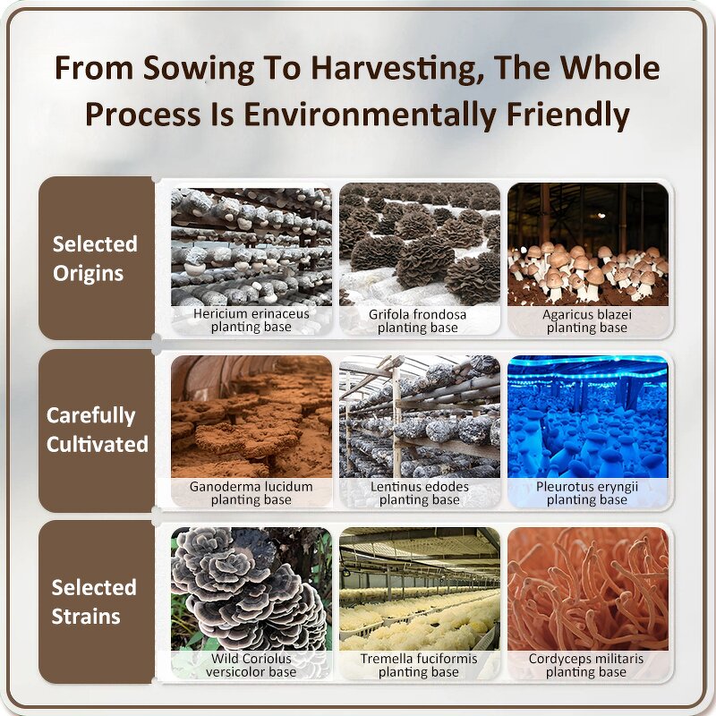 Coriolus Versicolor Extract - 30% Polysaccharides Organic Turkey Tail Powder