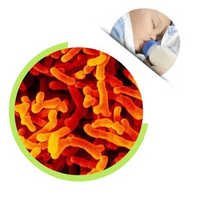 Bifidobacterium Breve Powder - ISO9001 Certified Gut Health Well-being Support