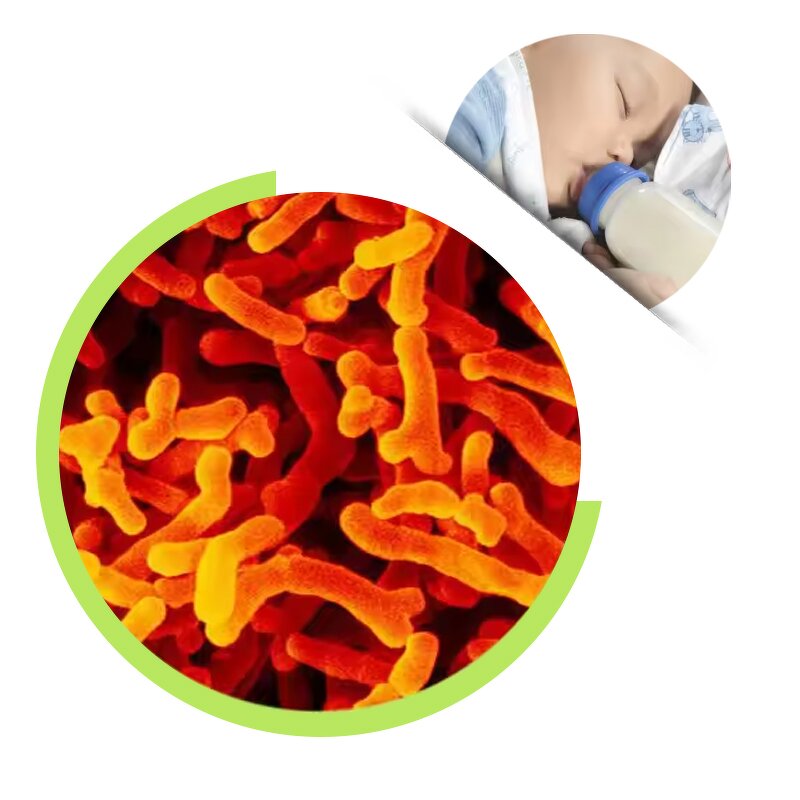 Bifidobacterium Breve Powder - ISO9001 Certified Gut Health Well-being Support