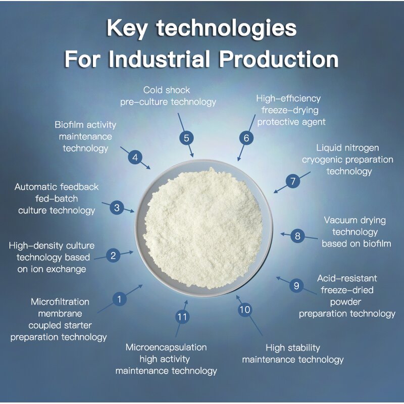 Lactobacillus Plantarum Powder - OEM Custom Blends Bulk Digestive Health Probiotics