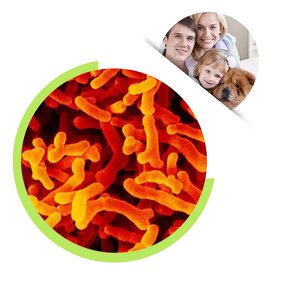 Bifidobacterium Lactis Powder - Bulk Freeze-Dried Probiotics Intestinal Health