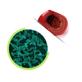 Lactobacillus Casei Powder - Food Grade Probiotics Supplement for Food Application