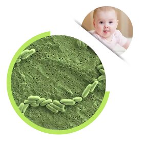 Bifidobacterium Lactis Powder - Food Grade Freeze-Dried Probiotics for Health