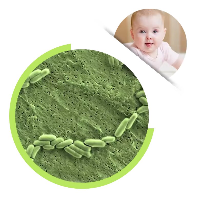 Bifidobacterium Lactis Powder - Food Grade Freeze-Dried Probiotics for Health