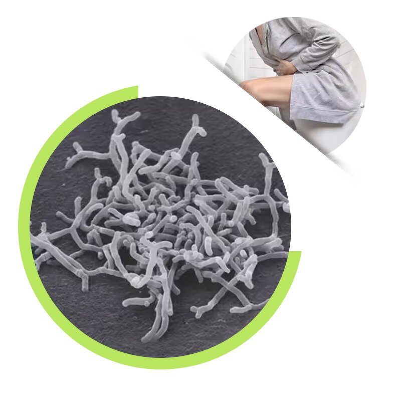 Lactococcus Lactis Powder - Healthdream Bulk Probiotics Supplement Food Grade