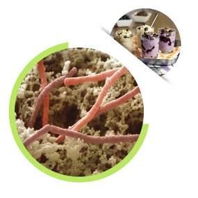 Lactobacillus Bulgaricus Powder - Dried Food Grade Probiotics for Food Use