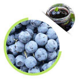 Frozen Blueberry - New Harvested Organic Common IQF Whole Fruit Bulk