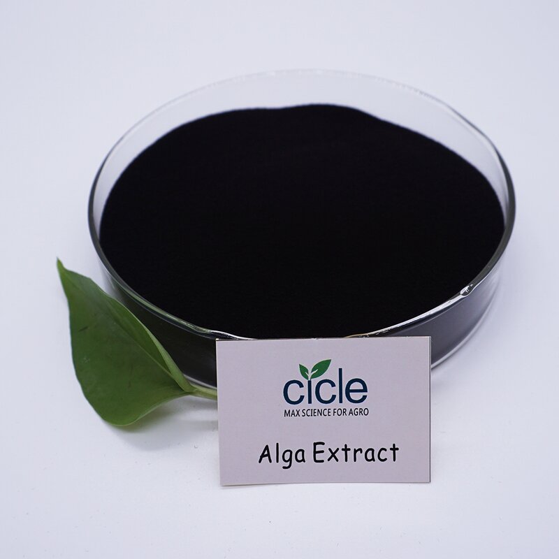 Seaweed Extract Powder - Alga Bio Organic Fertilizer for Agriculture