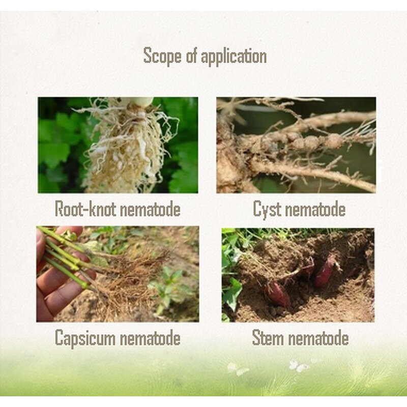 Paecilomyces Lilacinus - Biological Pesticide Nematodes Control Better Than Chemical