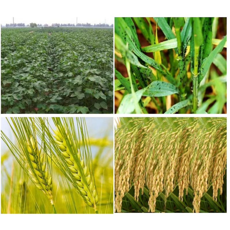 Abamectin Insecticide - Avermectin Acaricide CAS 71751-41-2 Pest Control