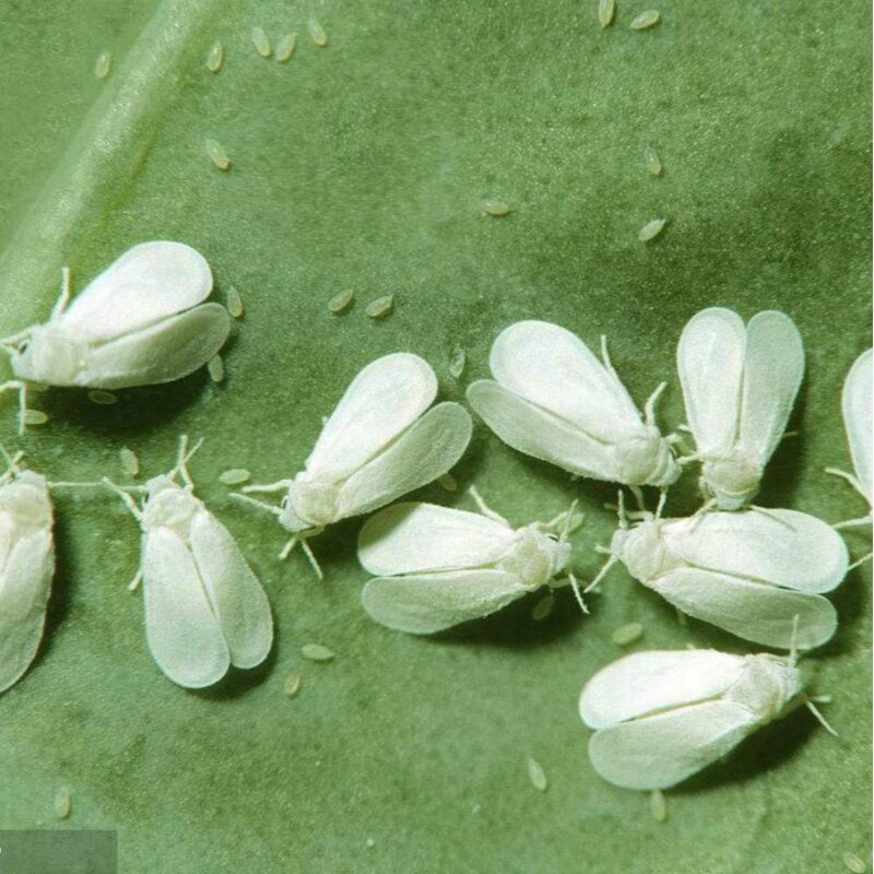 Emamectin Benzoate - 5% WDG New Tech Biological Insecticide CAS 155569-91-8