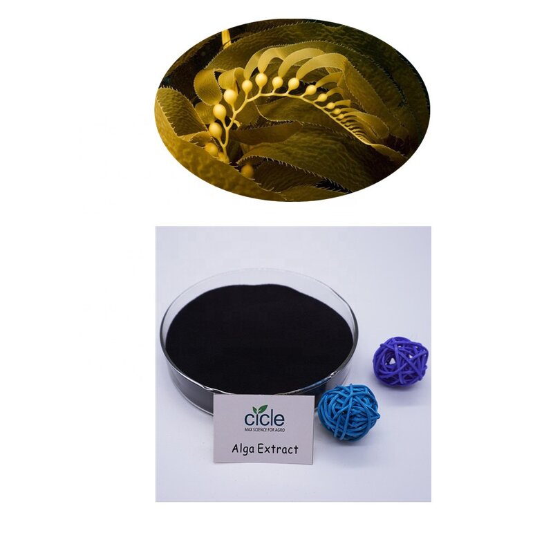 Seaweed Extract Powder - Plant Growth Regulator Organic Fertilizer