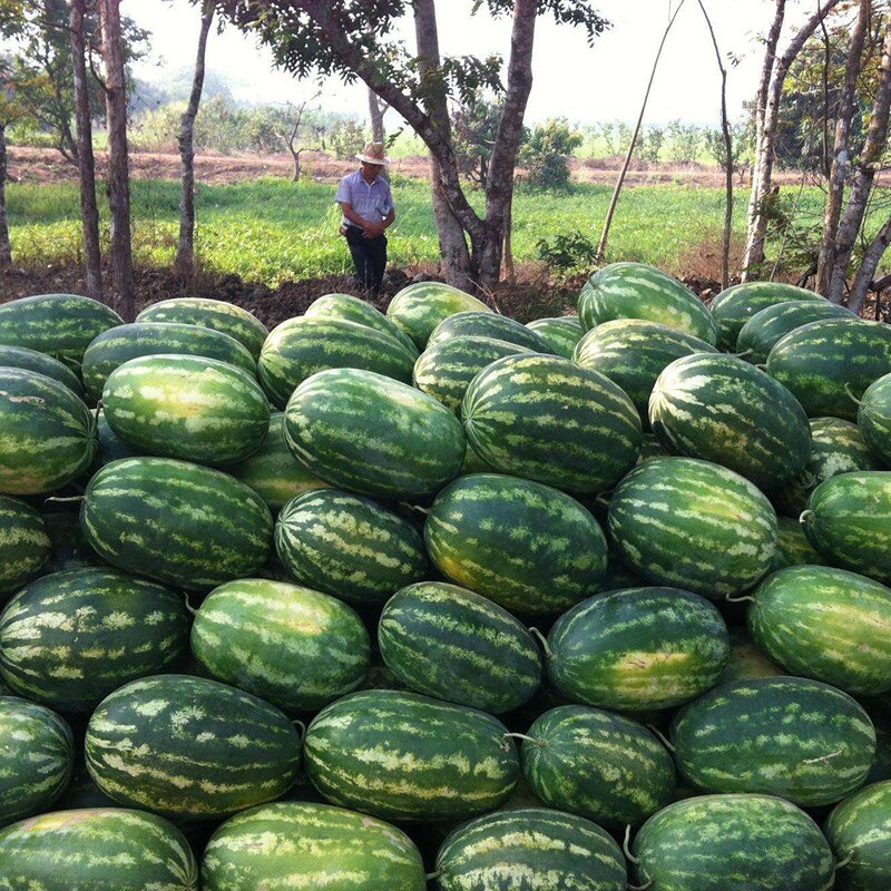 Seaweed Extract Powder - Alga Bio Organic Fertilizer for Agriculture