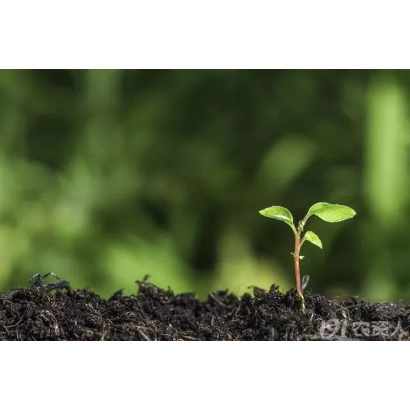 Paecilomyces Lilacinus - Biological Pesticide Nematodes Control Better Than Chemical