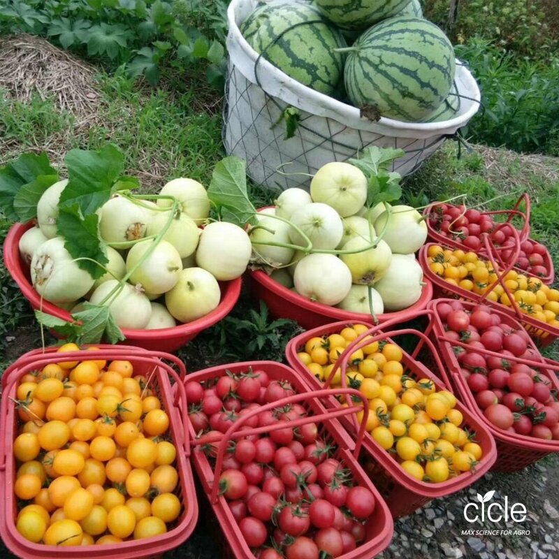 Prohydrojasmon Fertilizer - Hot Sales Fruit Coloring S-aba Succedaneum