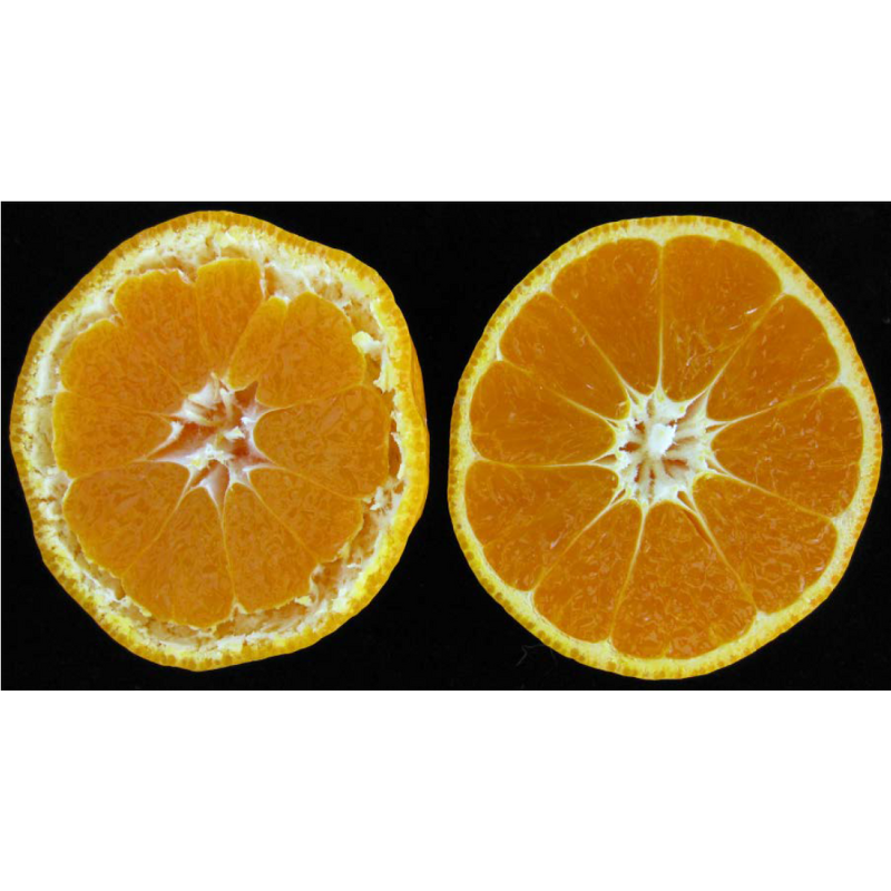 Trans-Zeatin Riboside - CAS 6025-53-2 High Quality Agricultural Grade