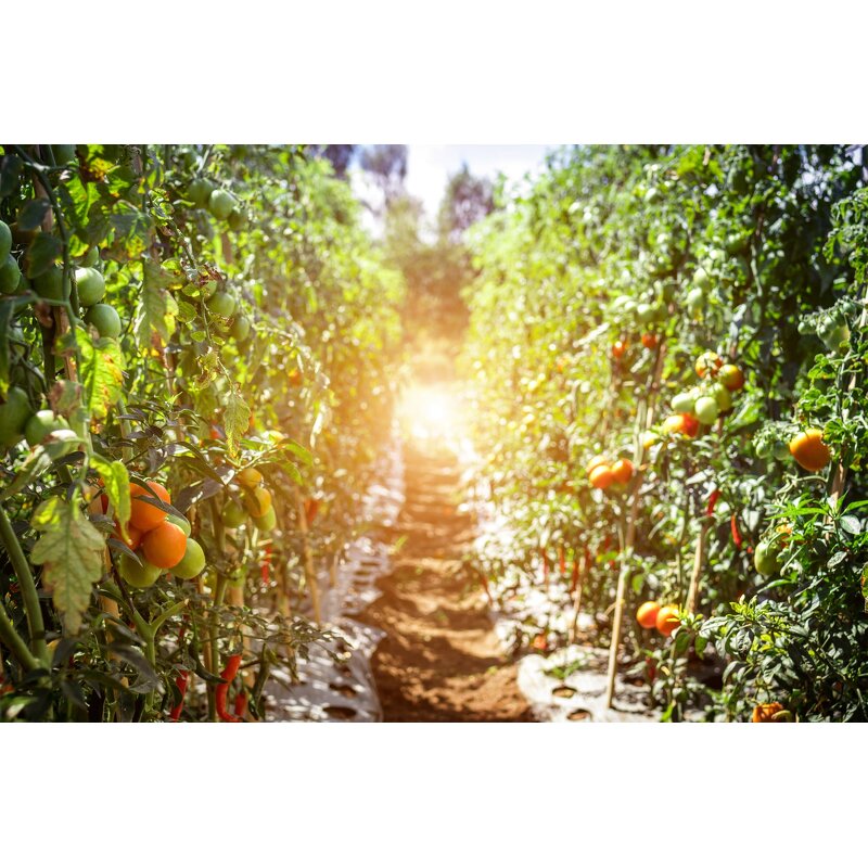 Humic Acid Powder - 45% 100% Water Soluble Potassium Humate Factory Price