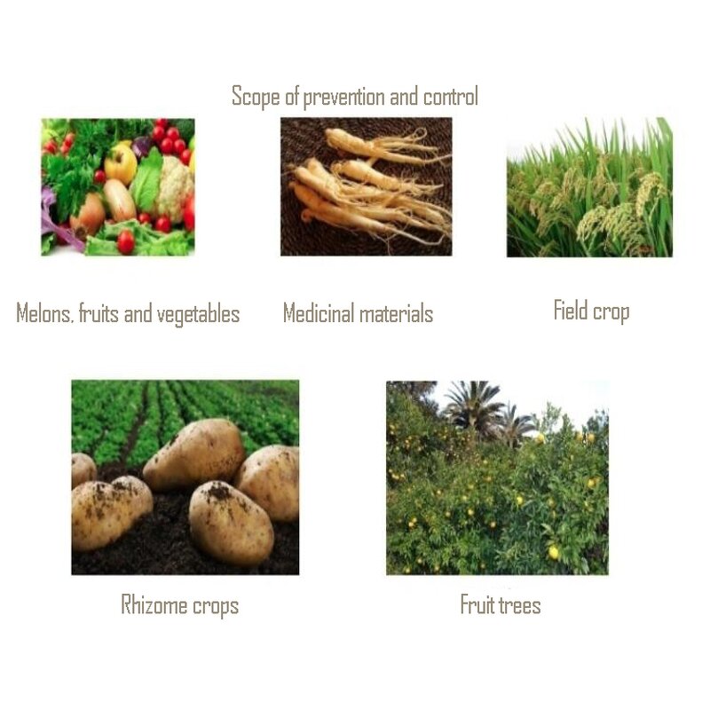 Paecilomyces Lilacinus - Biological Pesticide Nematodes Control Better Than Chemical