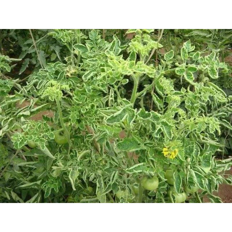 Mushroom Extract - Anti Tomato Pepper Cucumber Plant Virus