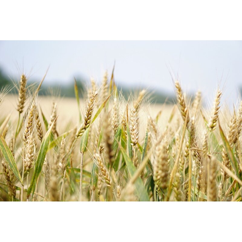 Paclobutrazol PP333 PBZ - 95% TC Plant Growth Regulator for Agriculture