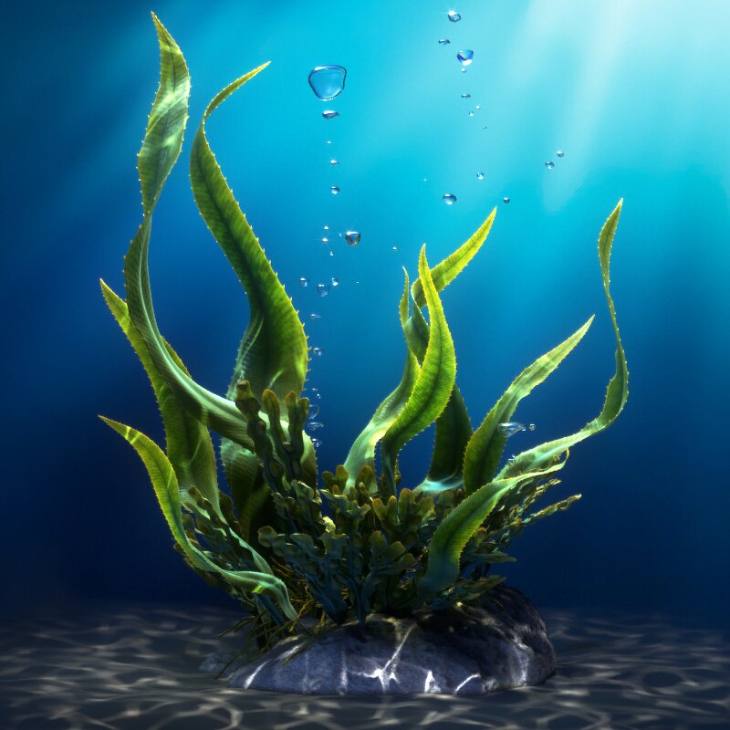 Seaweed Extract Fertilizer - Bio Organic Liquid Flakes Powder Grade