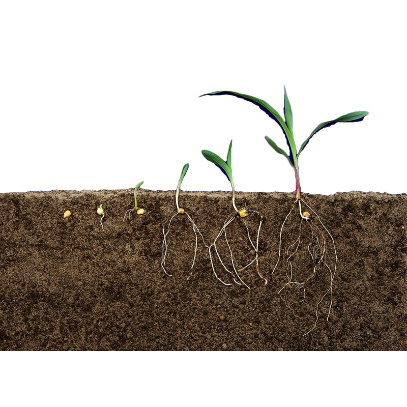 Trichoderma Harzianum Powder - Effective Solution to Soil-borne Diseases