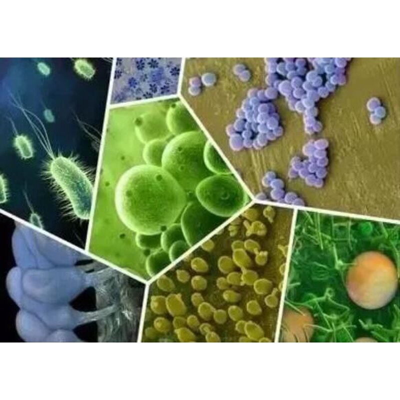 Bacillus Subtilis - Biofungicide 1000x108/g CFU Organic Farming Grade