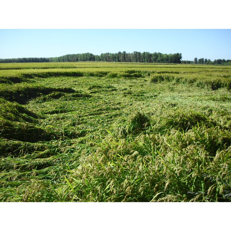 Bacillus Subtilis - CAS 68038-70-0 Biofertilizer Improve Soil Condition