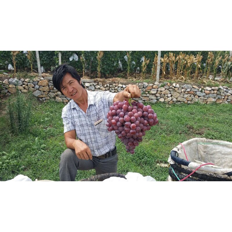 Prohydrojasmon Fertilizer - Hot Sales Fruit Coloring S-aba Succedaneum